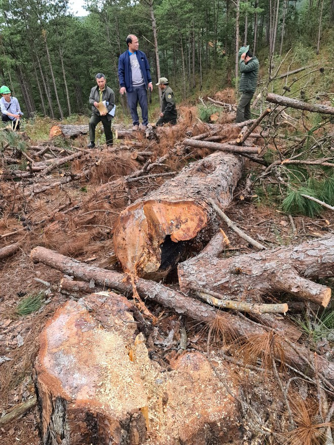 Kiểm tra hiện trường vụ đầu độc rừng thông tự nhiên cạnh QL27C ẢNH: LÂM VIÊN