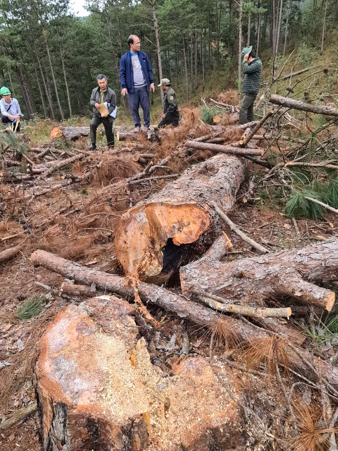 Kiểm tra hiện trường vụ đầu độc rừng thông tự nhiên cạnh QL27C ẢNH: LÂM VIÊN