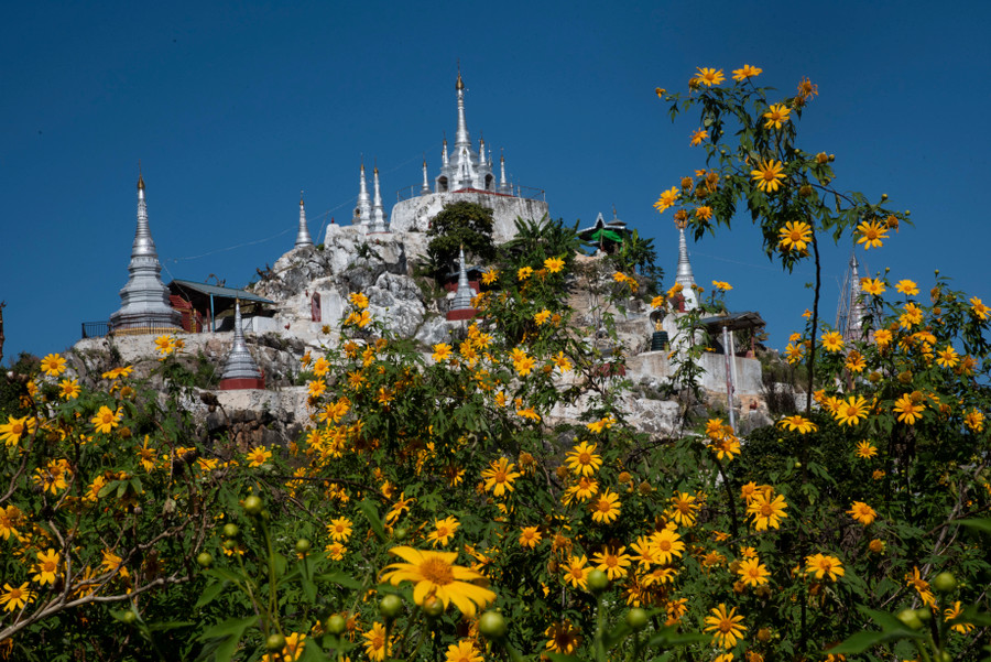 Dã quỳ khoe sắc rực rỡ nơi xứ sở Chùa vàng. Ảnh: Tấn Vịnh