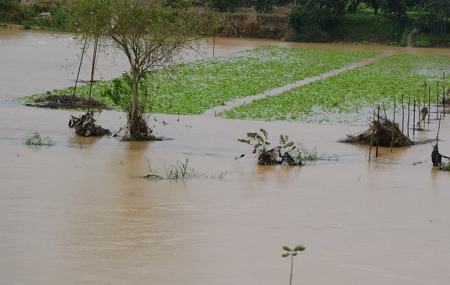 Mưa lớn kết hợp với thủy điện xả lũ khiến hàng trăm hecta hoa màu bị ngập úng