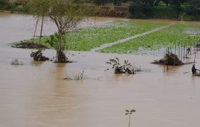 Mưa lớn kết hợp với thủy điện xả lũ khiến hàng trăm hecta hoa màu bị ngập úng