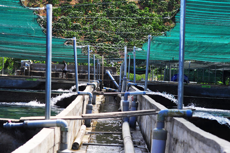 Vùng nuôi cá tầm công nghệ cao không phải là ao, hồ, ngòi, suối... mà là bể xây bằng gạch, bằng bê tông có láng xi măng tạo thêm độ bền, chống thấm nước, các bể được đặt trên mặt đất.