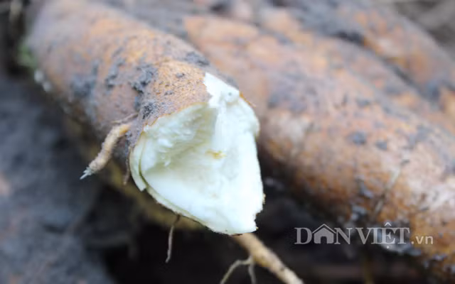 Giống khoai mì HN5 có nhược điểm là có tính phân nhánh cao và tinh bột thấp