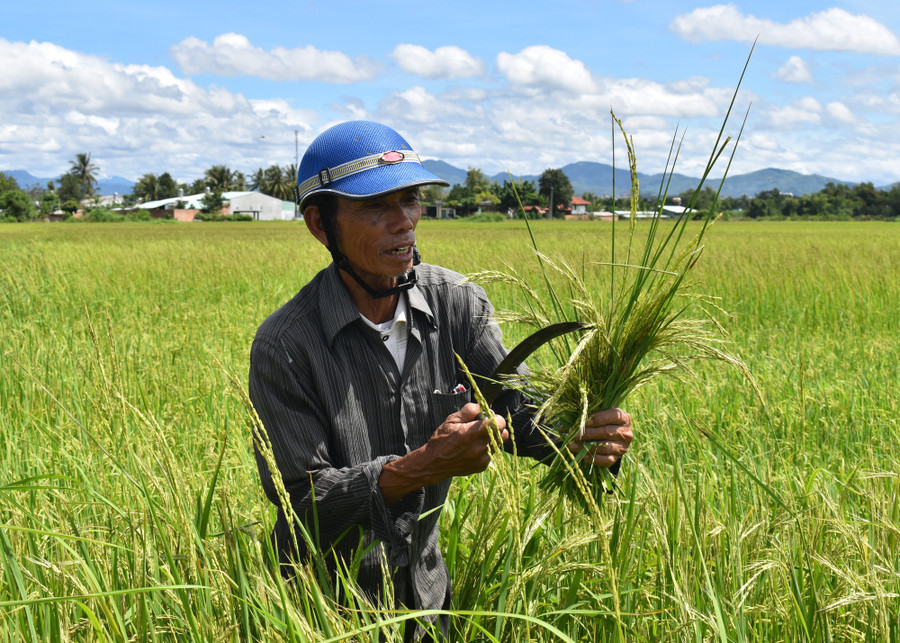 “Lúa ma” xuất hiện trên ruộng nhà ông Trần Văn Chỉnh, phường Nguyễn Trãi, TP Kon Tum, tỉnh Kon Tum.. Ảnh: M.P “Lúa ma” xuất hiện trên ruộng nhà ông Trần Văn Chỉnh, phường Nguyễn Trãi, TP Kon Tum, tỉnh Kon Tum.. Ảnh: M.P