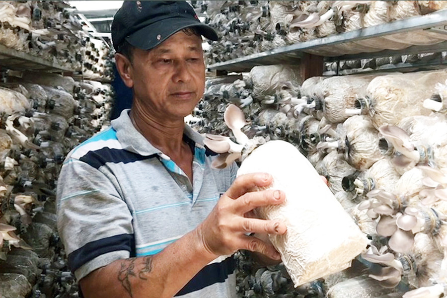 Ông Phan Văn Tĩnh (thôn Hương Phú, xã Ia Glai, huyện Chư Sê) giới thiệu sản phẩm nấm bào ngư của gia đình. Ảnh: Ngọc Sang Ông Phan Văn Tĩnh (thôn Hương Phú, xã Ia Glai, huyện Chư Sê) giới thiệu sản phẩm nấm bào ngư của gia đình. Ảnh: Ngọc Sang