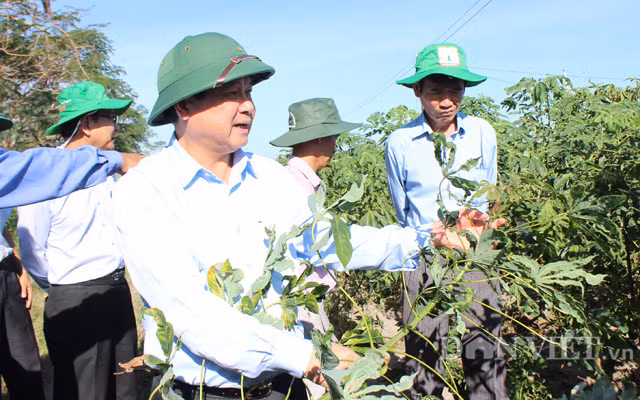 Thứ trưởng Bộ NNPTNT Lê Quốc Doanh – Trưởng ban chỉ đạo phòng chống bệnh khảm lá sắn kiểm tra thực tế tình hình trồng mì (sắn) tại Tây Ninh.
