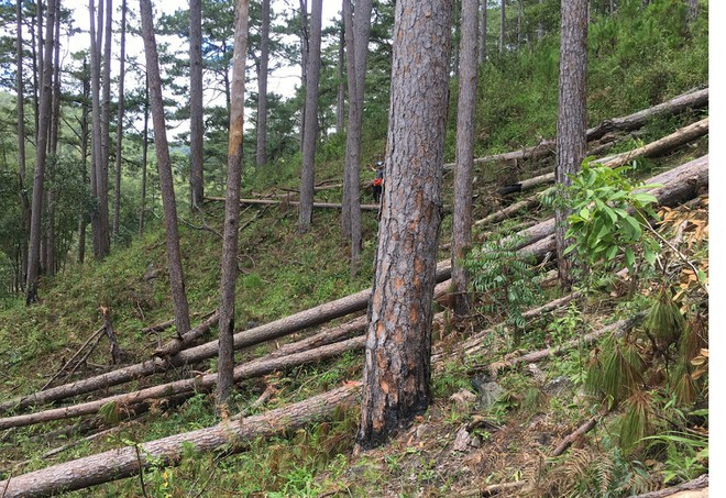 Hàng loạt cây thông thuộc rừng phòng hộ bị cưa hạ nằm ngổn ngang tại TK 132, Lạc Dương ẢNH: LÂM VIÊN