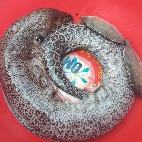 Mẫu cá chình bông khiến 4 người bị ngộ độc - Ảnh: Người nhà bệnh nhân cung cấp