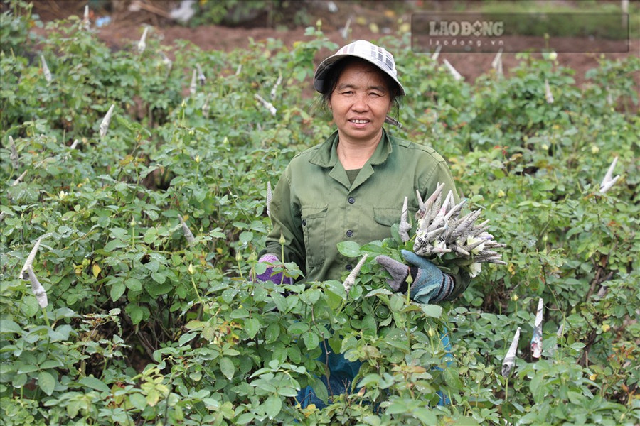 Bà Toàn đang thu hoạch hoa để kịp đóng hàng gửi đi Hải Phòng. Ảnh: Phương Duy Bà Toàn đang thu hoạch hoa để kịp đóng hàng gửi đi Hải Phòng. Ảnh: Phương Duy
