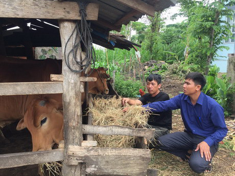 Ông Ma Văn Toàn (trái) đang giới thiệu cho cán bộ xã Cư M’gar về mô hình chăn nuôi bò của gia đình. Ảnh: T.D