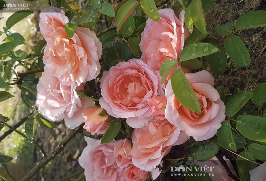 Mỗi năm anh nông dân Từ Hiếu (phố Quảng Lăng 3, phường Điện Nam Trung, thị xã Điện Bàn, tỉnh Quảng Nam) thu lãi 400 triệu đồng sau khi trừ mọi chi phí.