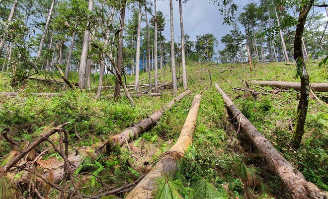 Rừng thông phòng hộ cây cao lớn tại tiểu khu (TK) 132 bị triệt hạ hàng loạt không thương tiếc ẢNH: LÂM VIÊN