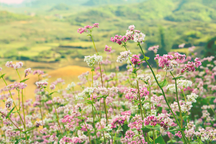 Hoa tam giác mạch – “nàng hoa”của núi rừng. Ảnh: Tăng Hồng Quân