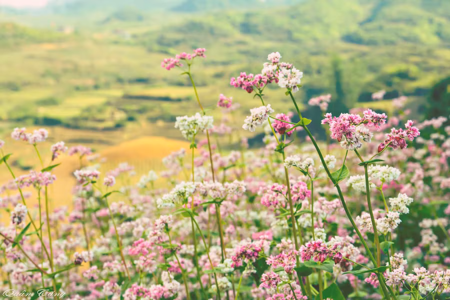 Hoa tam giác mạch – “nàng hoa”của núi rừng. Ảnh: Tăng Hồng Quân