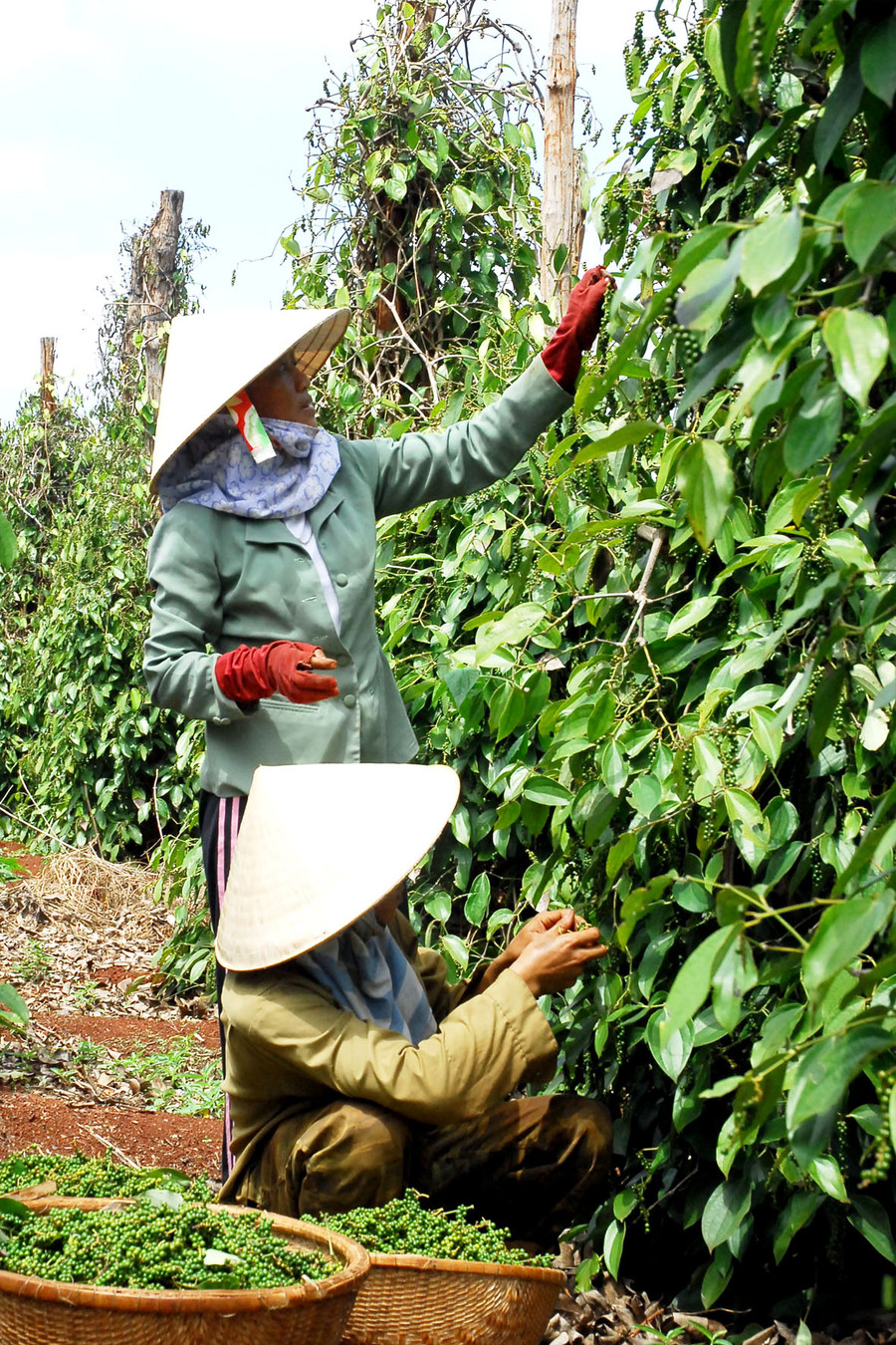 Người dân thu hoạch hồ tiêu. Ảnh: Đức Thụy Người dân thu hoạch hồ tiêu. Ảnh: Đức Thụy