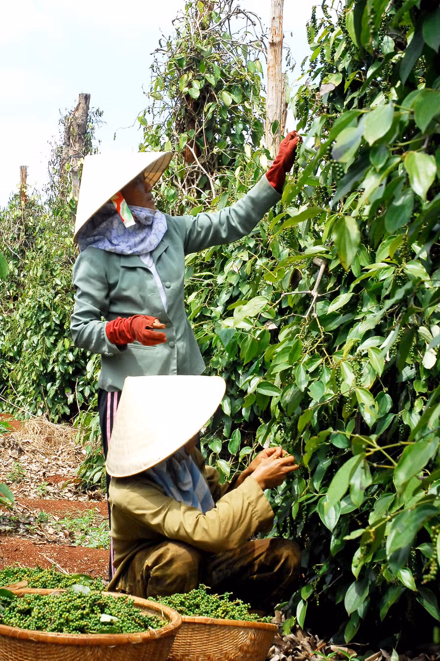 Người dân thu hoạch hồ tiêu. Ảnh: Đức Thụy