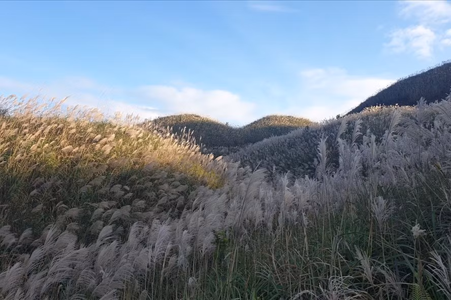 Hoa lau trắng miền biên giới Bình Liêu. Ảnh: Nguyễn Hùng