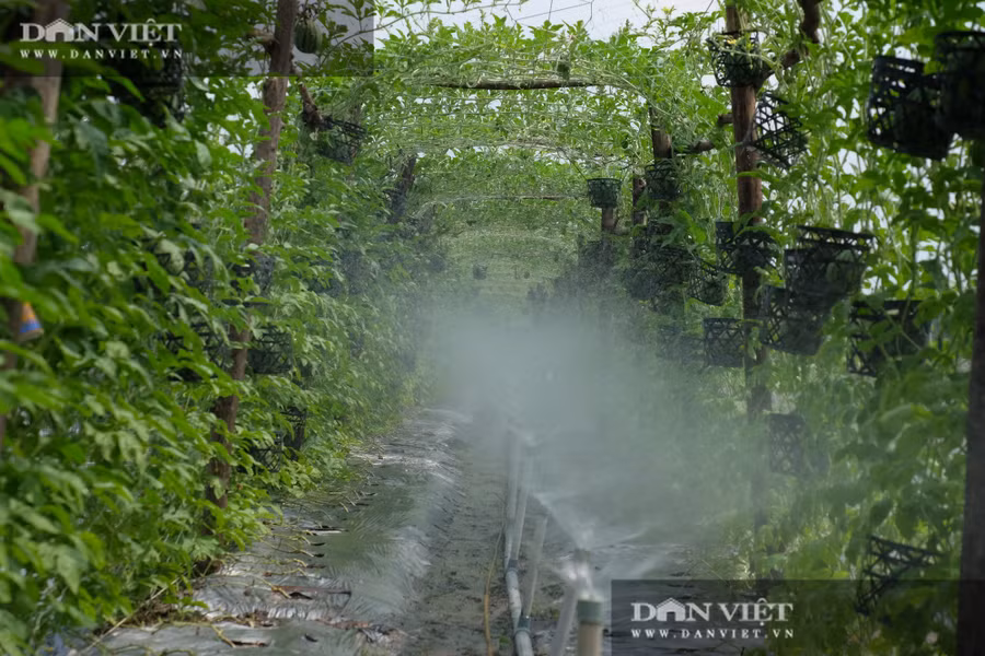 Không những vậy vườn dưa được ông Hiệp, Huỳnh Văn Hiệp, xã Phước An, huyện Nhơn Trạch (tỉnh Đồng Nai) chăm sóc rất đặc biệt. Mỗi ngày ông sẽ tưới nước cho dưa 5 lần, mỗi lần từ 10 - 15 phút để dưa không bị héo khi thời tiết nắng nóng.