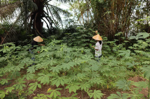 Lá sắn được người Tây Nguyên coi là “thời trân”