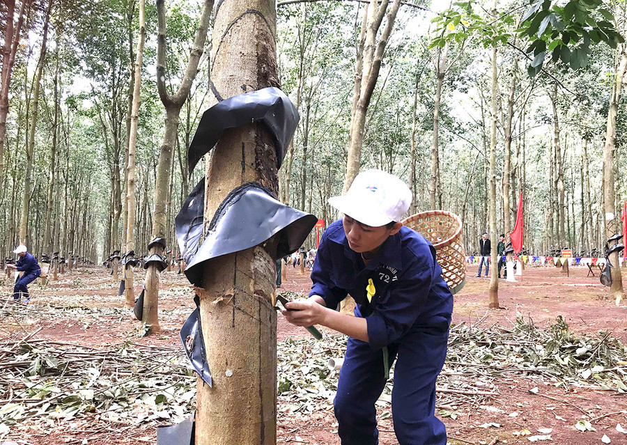  Tuyển thủ thực hiện phần thi thực hành. Ảnh: Vĩnh Hoàng