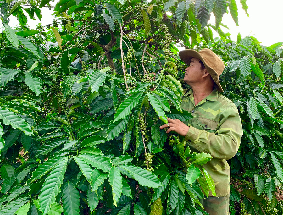 Huyện Đức Cơ đang nỗ lực hỗ trợ nông dân xây dựng sản phẩm đạt chứng nhận OCOP từ 3 sao trở lên. Ảnh: Hà Duy UBND huyện Đức Cơ đang nỗ lực, tập trung hỗ trợ cho nông dân xây dựng sản phẩm đạt chứng nhận OCOP từ 3 sao trở lên. Ảnh: Hà Duy