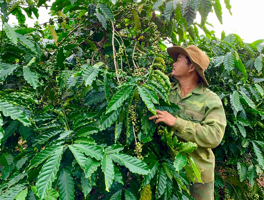 UBND huyện Đức Cơ đang nỗ lực, tập trung hỗ trợ cho nông dân xây dựng sản phẩm đạt chứng nhận OCOP từ 3 sao trở lên. Ảnh: Hà Duy