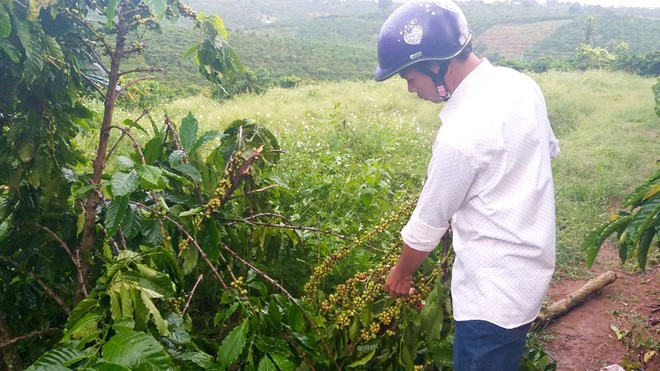 Anh Vũ Xuân Hải xót xa bên vườn cà phê đang cho thu hoạch bị kẻ gian chặt phá. ẢNH: TRÙNG DƯƠNG