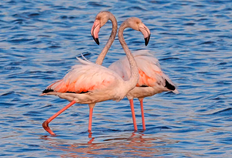  Những chú hồng hạc tại một hồ chứa ở Atlit, phía bắc Tel Aviv, đây là nơi chúng dừng chân trong khi trên đường đến châu Phi vào mỗi cuộc di cư mùa đông. Tác giả : Jack Guez.