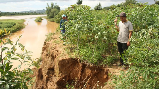 Rẫy mì dọc sông Đắk Bla qua địa bàn xã Đắk Blà đang trong số phần chờ sông “nuốt”. Ảnh: HỮU PHÚC Rẫy mì dọc sông Đắk Bla qua địa bàn xã Đắk Blà đang trong số phần chờ sông “nuốt”. Ảnh: HỮU PHÚC
