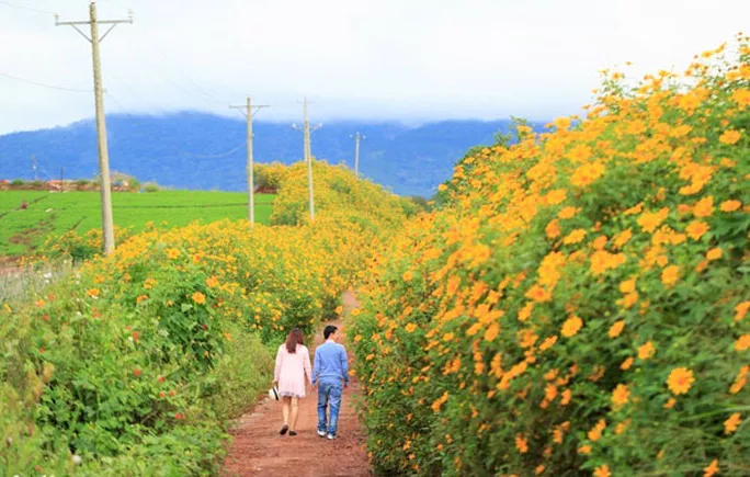 Hoa dã quỳ nở vàng rực núi đồi Đà Lạt .Ảnh: QUÝ TRẦN Hoa dã quỳ nở vàng rực núi đồi Đà Lạt .Ảnh: QUÝ TRẦN