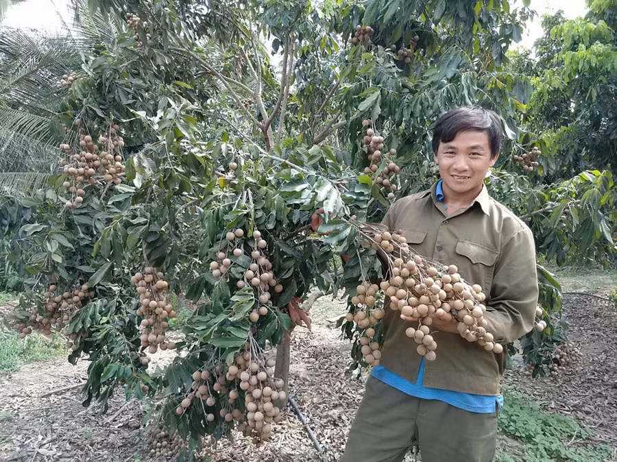  Anh Huỳnh Hữu Nghị (thôn 5, xã An Thành, huyện Đak Pơ) bên vườn nhãn của gia đình. Ảnh: Sơn Ca