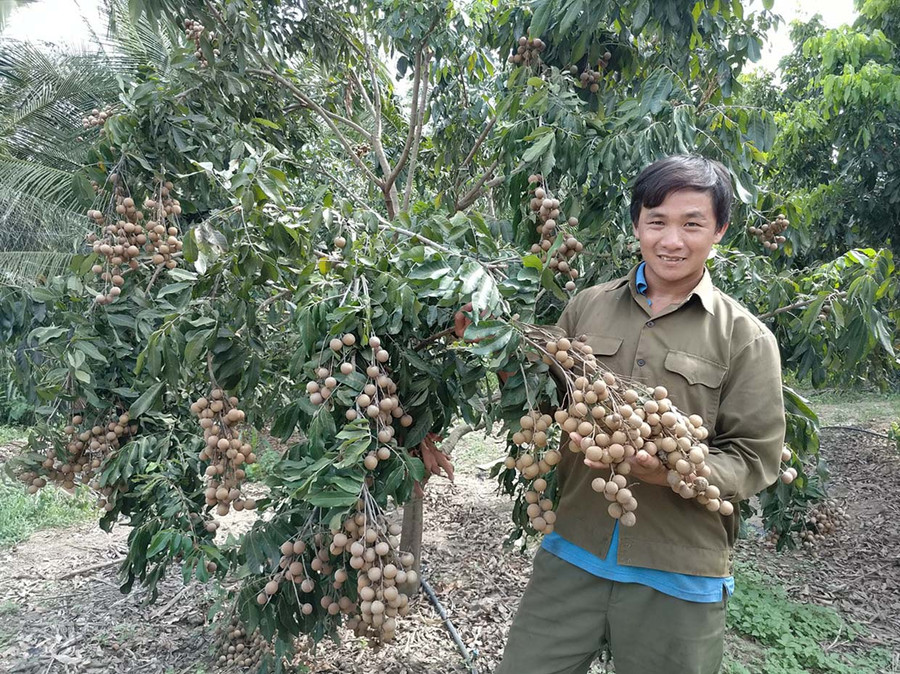  Anh Huỳnh Hữu Nghị (thôn 5, xã An Thành, huyện Đak Pơ) bên vườn nhãn của gia đình. Ảnh: Sơn Ca