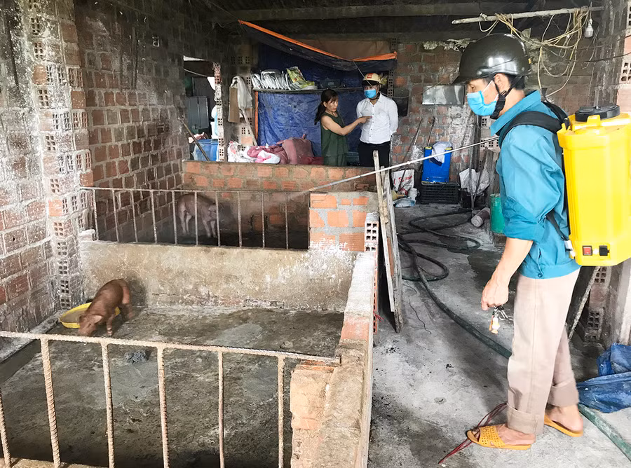 Tiêu độc khử trùng chuồng trại chăn nuôi. Ảnh: Phạm Ngọc