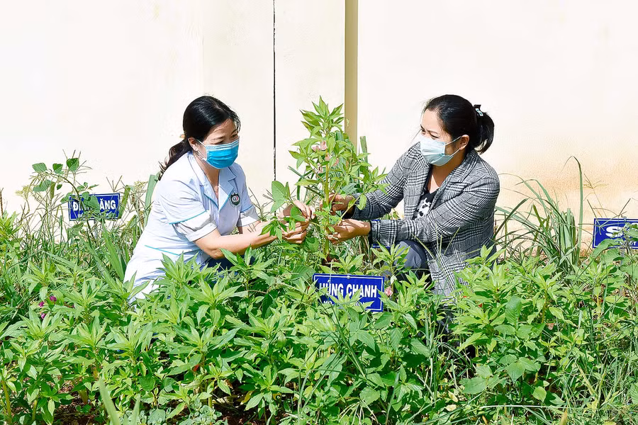  6. Nam Yang huyện Đak Đoa trồng và chăm sóc dược liệu chế thành bài thuốc đông y để sử dụng cho người bệnh.