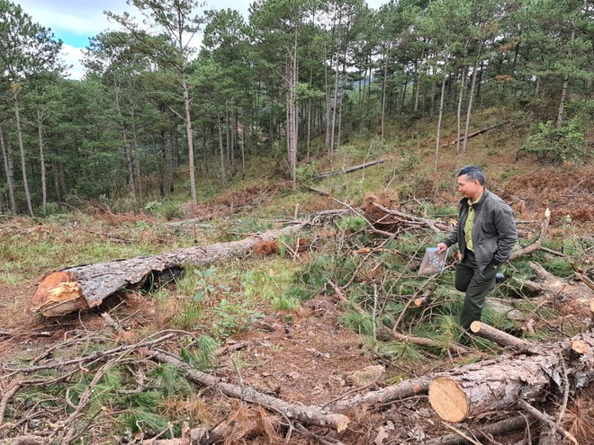 Rừng thông tự nhiên cạnh Quốc lộ 27C bị Hoàng Văn Quân đầu độc, cơ quan chức năng phải cưa hạ để tận thu gỗ ẢNH: LÂM VIÊN