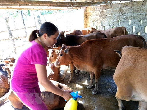 Phun khử trùng chuồng trại. (Ảnh: Bùi Đức Hiếu/TTXVN) Phun khử trùng chuồng trại. (Ảnh: Bùi Đức Hiếu/TTXVN)