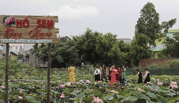  Hồ sen với những bông hoa sen nở trái mùa ở hồ sen Hồng Ngọc (đường Nguyễn Huệ, thị trấn Tuy Phước, huyện Tuy Phước, tỉnh Bình Định).