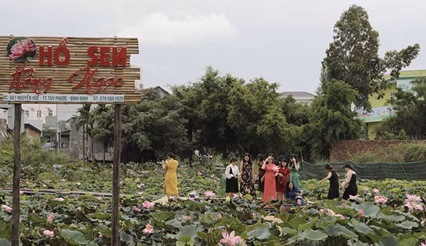  Hồ sen với những bông hoa sen nở trái mùa ở hồ sen Hồng Ngọc (đường Nguyễn Huệ, thị trấn Tuy Phước, huyện Tuy Phước, tỉnh Bình Định).