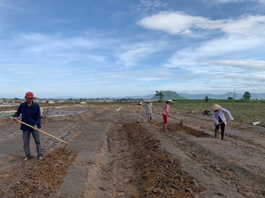 Gia đình bà Nguyễn Thị Hồng (94 Hùng Vương, thị xã Ayun Pa) tập trung làm đất, gieo lại thuốc lá cho kịp mùa vụ.Ảnh.Vũ Chi