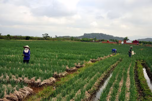 Thời hạn miễn thuế sử dụng đất nông nghiệp theo Nghị quyết 28/2016/QH14 được thực hiện đến hết ngày 31/12/2020 - đang đề xuất để miễn thuế đến hết ngày 31/12/2030. Ảnh minh họa