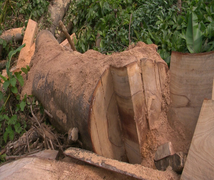 Rừng pơ mu cổ thụ thuộc lâm phần của Công ty TNHH MTV Lâm nghiệp Krông Bông (tỉnh Đắk Lắk) liên tục bị tàn phá Ảnh: Cao Nguyên