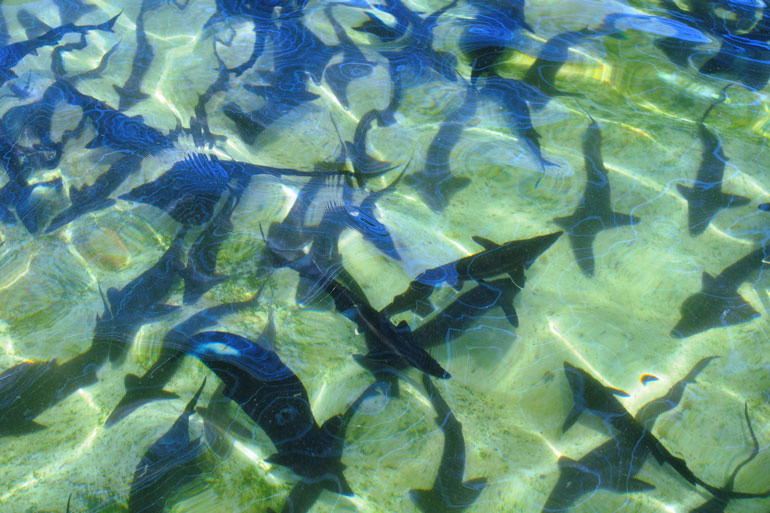 Khi cá tầm lớn, anh Thu san đàn ra 32 bể lớn, mỗi bể có diện tích 10*10 m2. Các bể nuôi cá tầm được thiết kế có mức nước phổ biến cao 1m, dung tích chứa cũng tương ứng 100 m3 nước/bể.