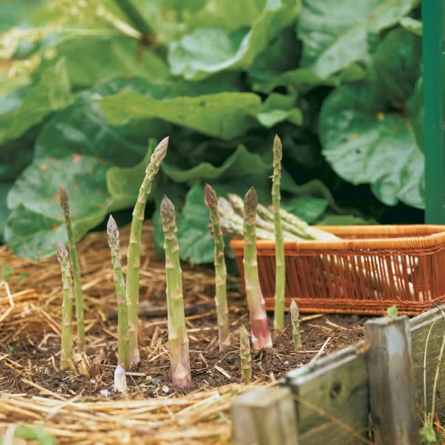  Tuổi thọ của một cây măng tây có thể lên đến 25 năm.