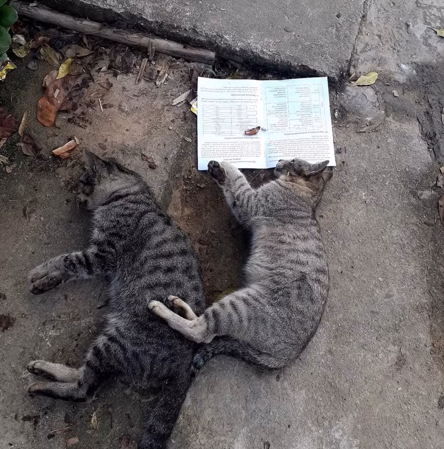 Động vật bị đánh bả sẽ được các đối tượng quay lại đem đi tiêu thụ. (Ảnh: Lý Lan).