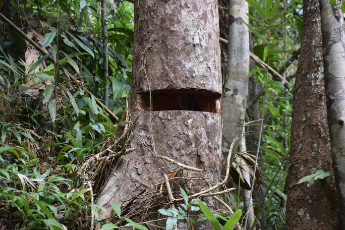 Hiện trường những vụ phá rừng phòng hộ Bắc Trà My xảy ra vào tháng 3-2020