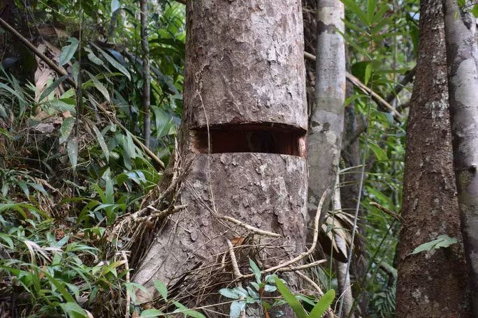 Hiện trường những vụ phá rừng phòng hộ Bắc Trà My xảy ra vào tháng 3-2020