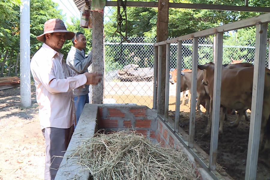 Gia đình ông Kpă Krik đầu tư xây chuồng trại kiên cố để chăn nuôi bò sinh sản