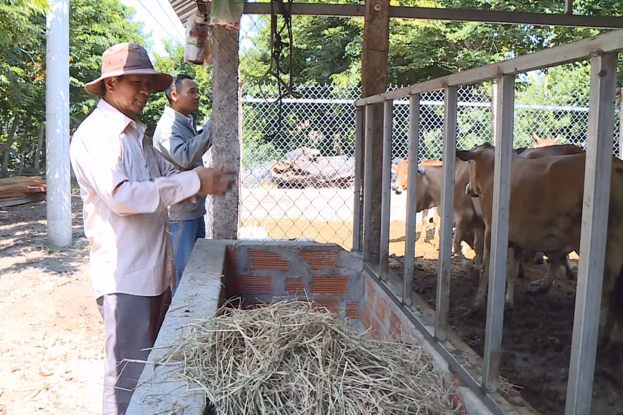 Gia đình ông Kpă Krik đầu tư xây chuồng trại kiên cố để chăn nuôi bò sinh sản