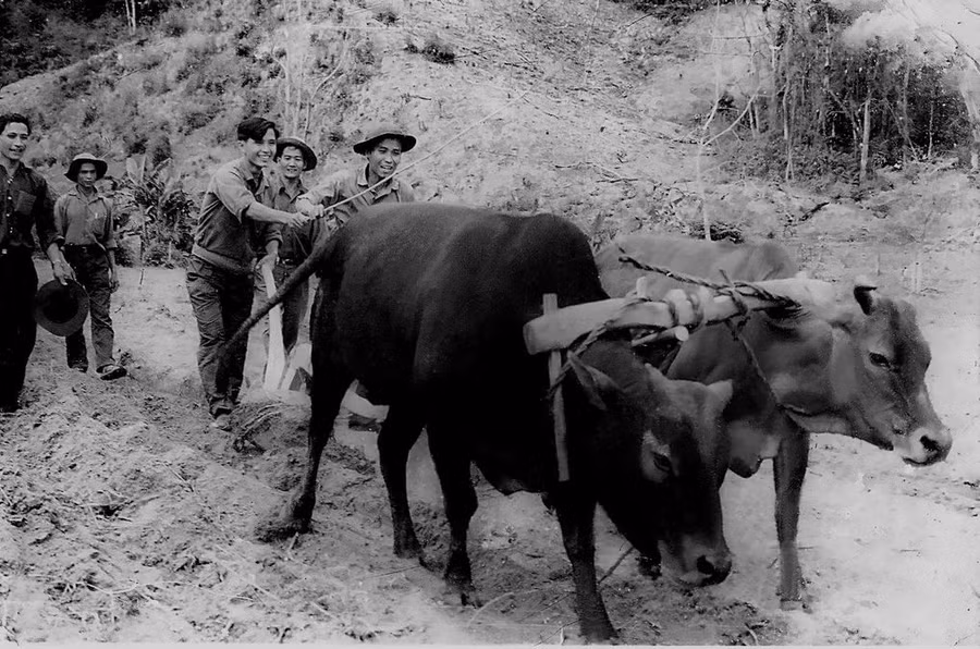 Ban Sản xuất tỉnh làm rẫy bên bờ sông Ba năm 1973 (ảnh do Nguyễn Quang Tuệ sưu tầm).