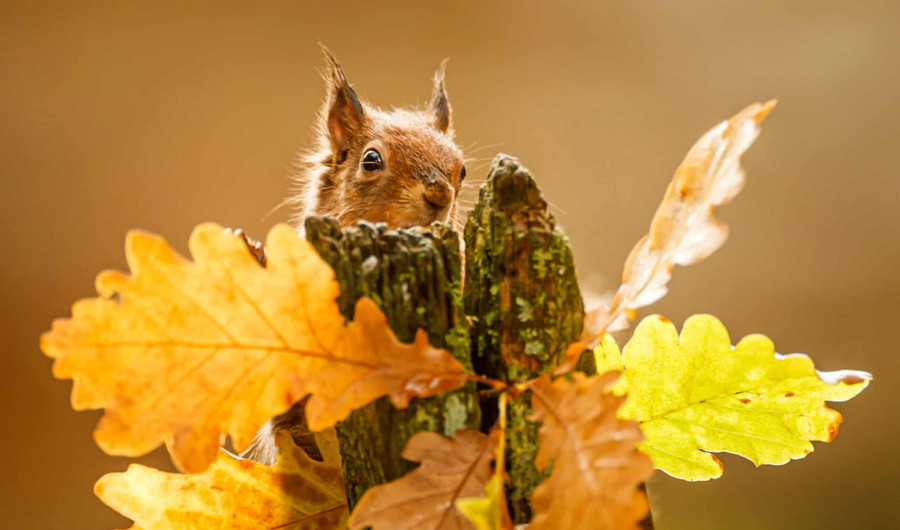 Chú sóc đỏ kiếm thức ăn cạnh những chiếc lá trong khu bảo tồn sóc đỏ Widdale ở North Yorkshire khi trời đã vào thu. Tác giả: Danny Lawson.